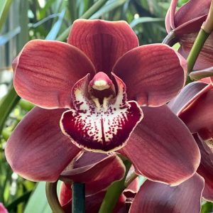 Cymbidium Khan Wall 'Brown'.