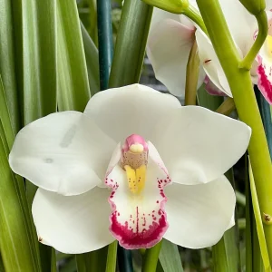 Cymbidium Barrita Peace ‘Janice’