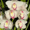 Cymbidium Barrita Peace ‘Janice’ - Image 8