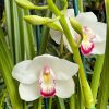 Cymbidium Barrita Peace ‘Janice’ - Image 4