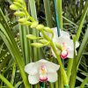 Cymbidium Barrita Peace ‘Janice’ - Image 3