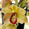 Cym. (Chatter Box X Baltic Rose) 'Feathered Flame'. Mutation Splash Feathered. - Image 5