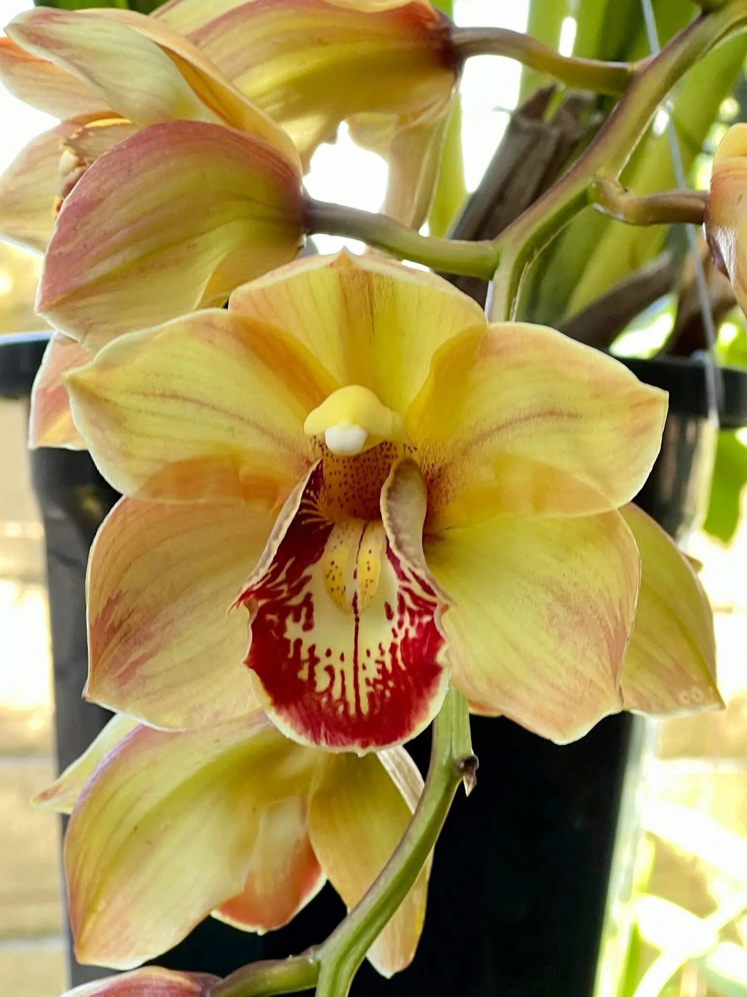 Cym. (Chatter Box X Baltic Rose) 'Feathered Flame'. Mutation Splash Feathered. - Image 5