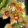 Cym. (Chatter Box X Baltic Rose) 'Feathered Flame'. Mutation Splash Feathered. - Image 4