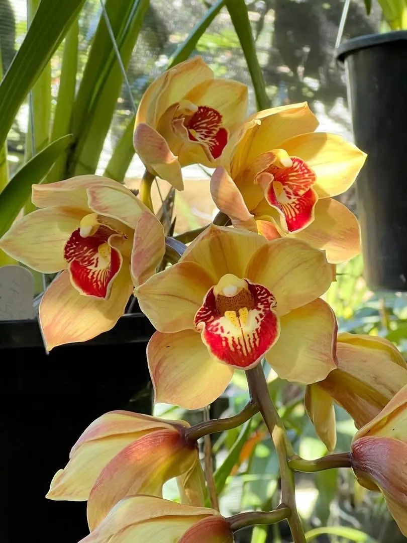 Cym. (Chatter Box X Baltic Rose) 'Feathered Flame'. Mutation Splash Feathered. - Image 4