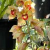 Cym. (Chatter Box X Baltic Rose) 'Feathered Flame'. Mutation Splash Feathered. - Image 3
