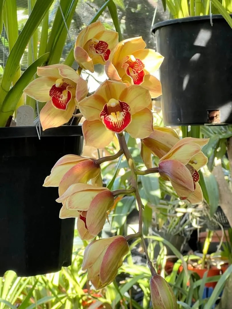 Cym. (Chatter Box X Baltic Rose) 'Feathered Flame'. Mutation Splash Feathered. - Image 3