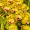 Cymbidium Carmel Split 'Masterpiece' - Image 6