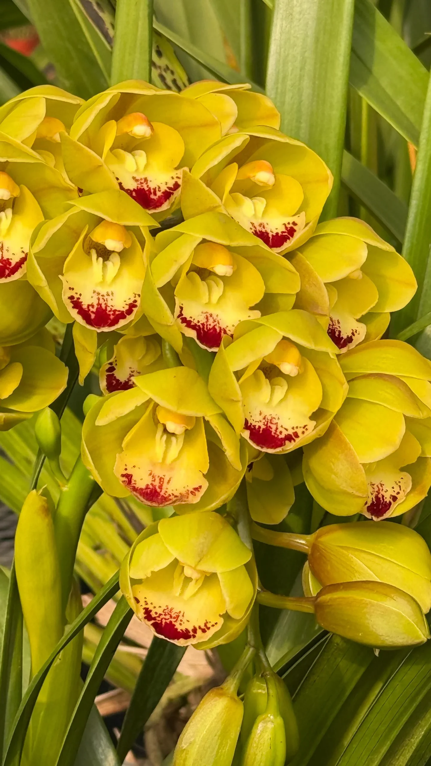 Cymbidium Carmel Split 'Masterpiece' - Image 6