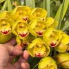 Cymbidium Carmel Split 'Masterpiece' - Image 2