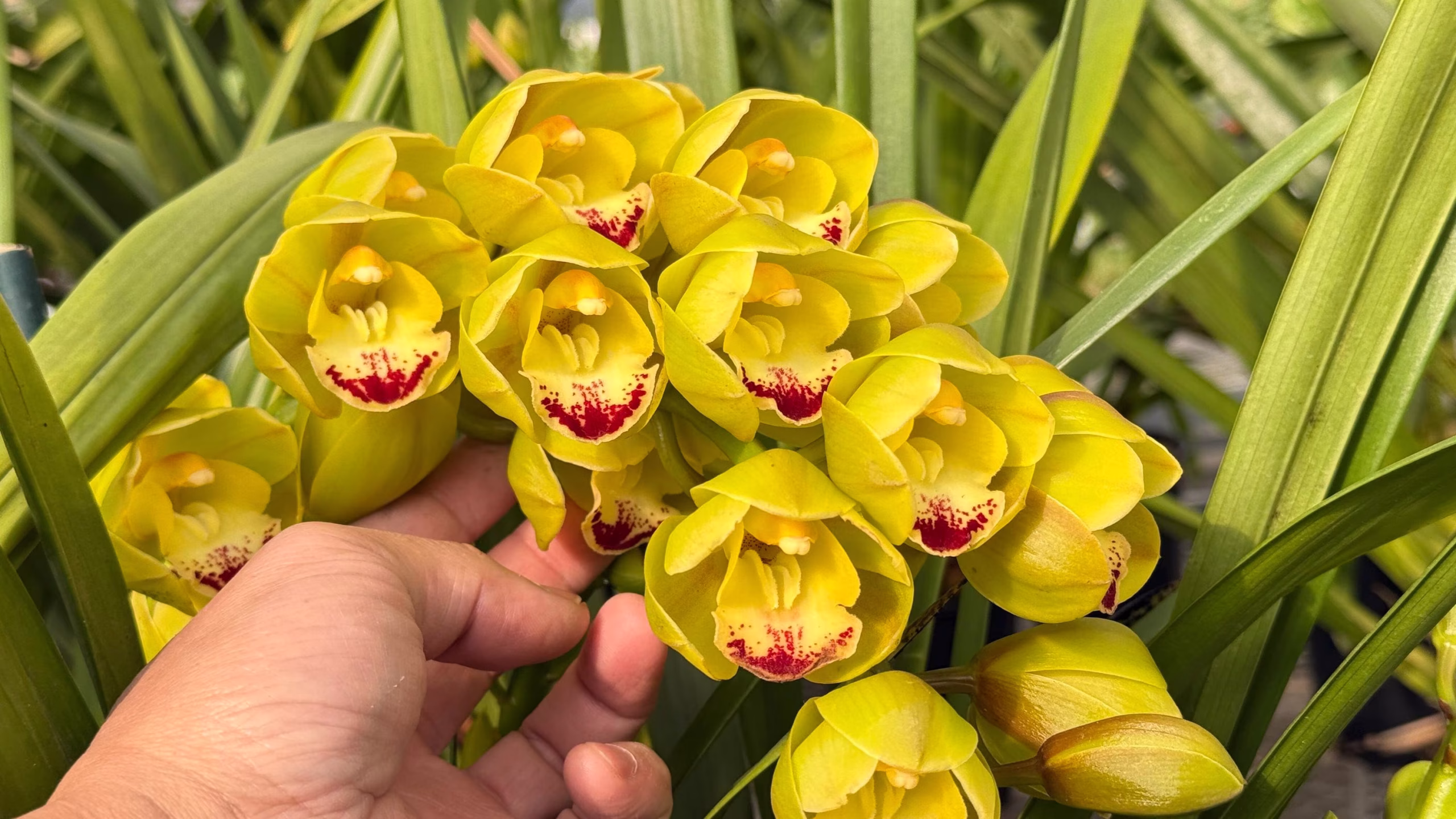 Cymbidium Carmel Split 'Masterpiece' - Image 2
