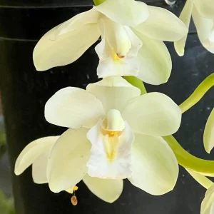 Cymbidium November Child ‘Liz’