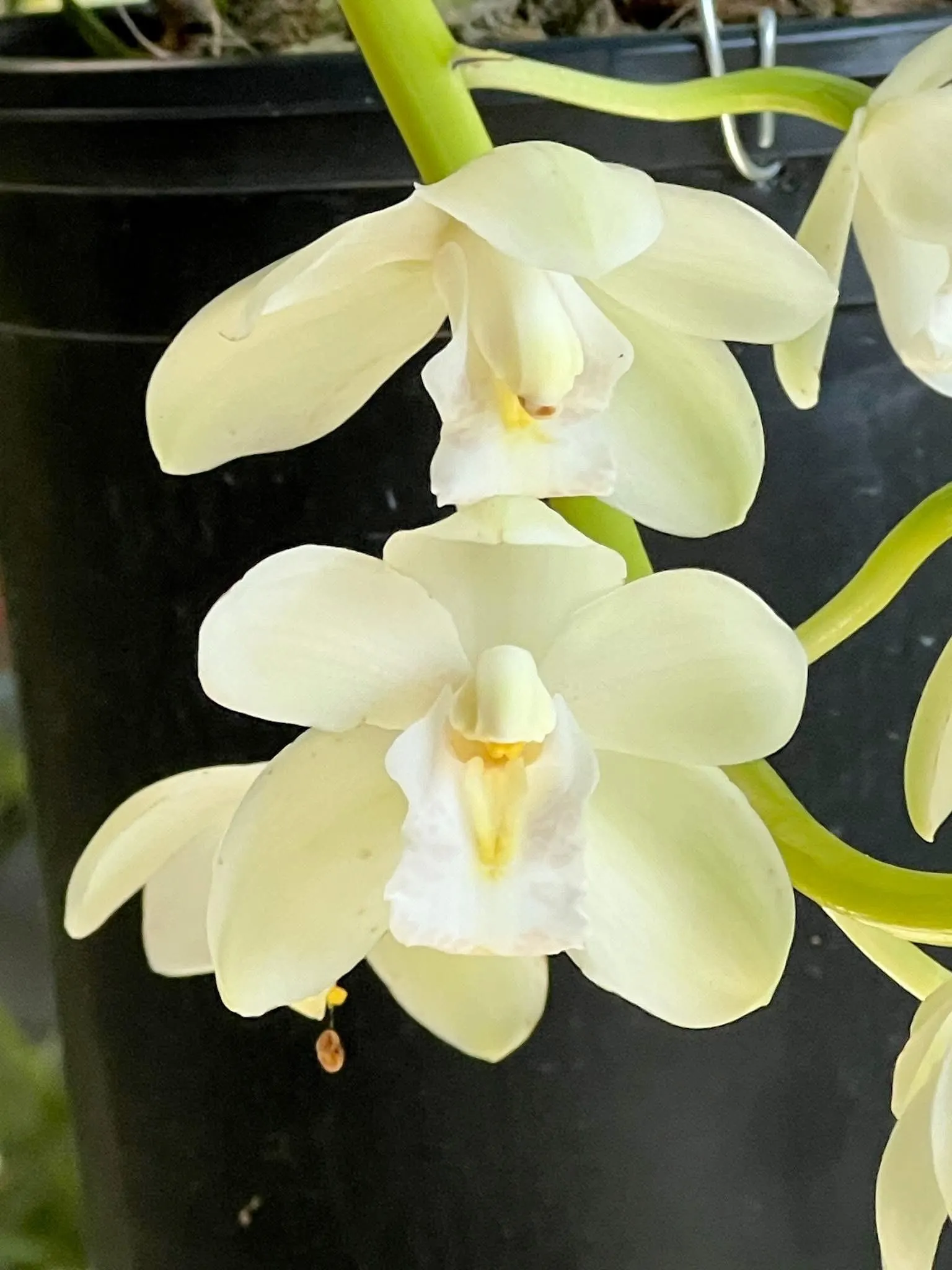 Cymbidium November Child ‘Liz’