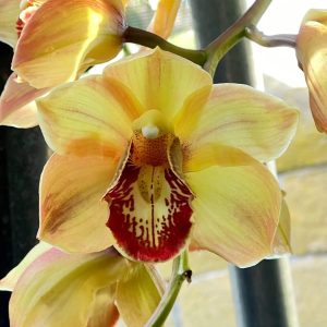 Cym. (Chatter Box X Baltic Rose) 'Feathered Flame'. Mutation Splash Feathered.
