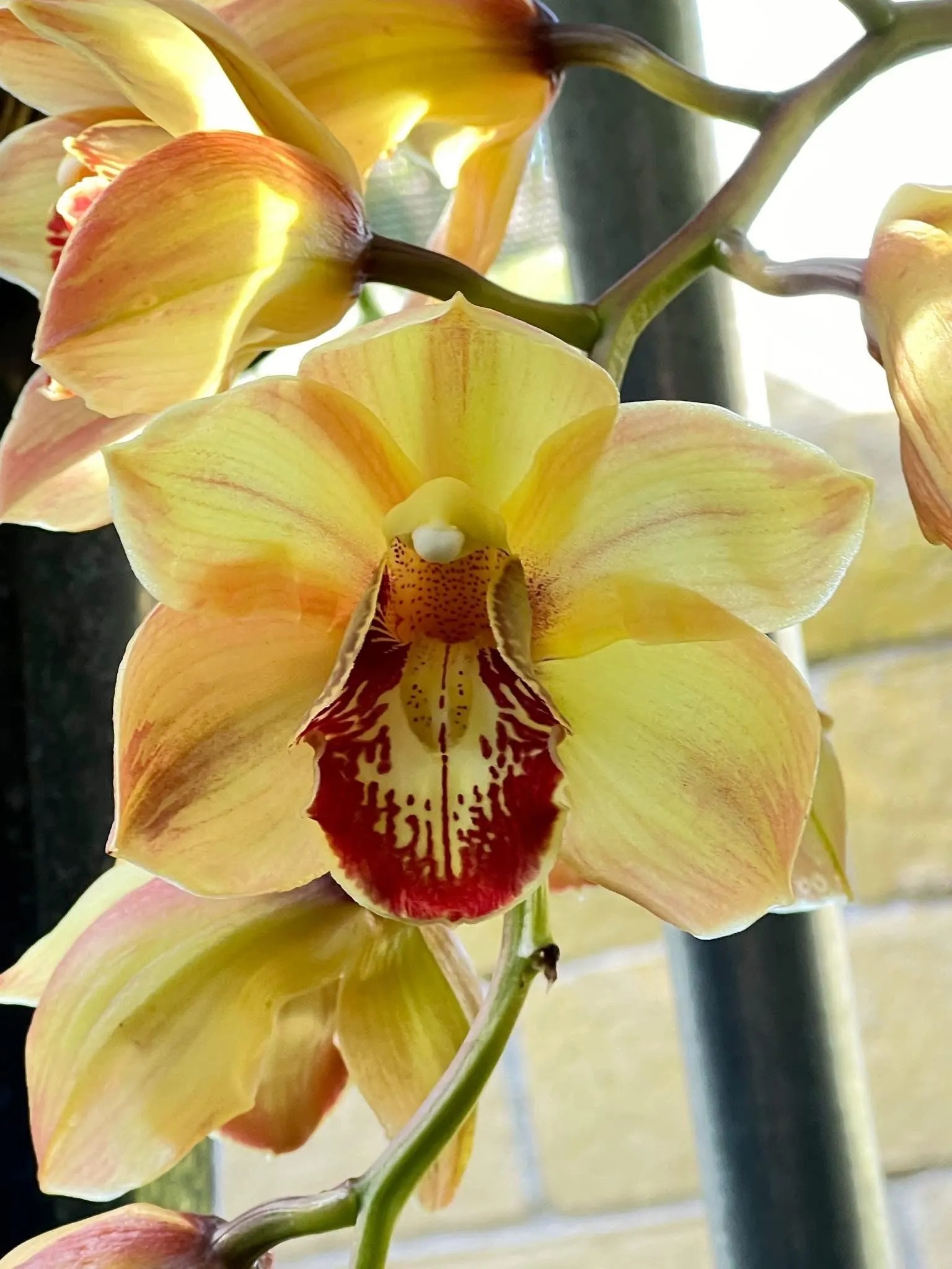 Cym. (Chatter Box X Baltic Rose) 'Feathered Flame'. Mutation Splash Feathered.