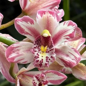Cymbidium Mainstem ‘Hip Hip’