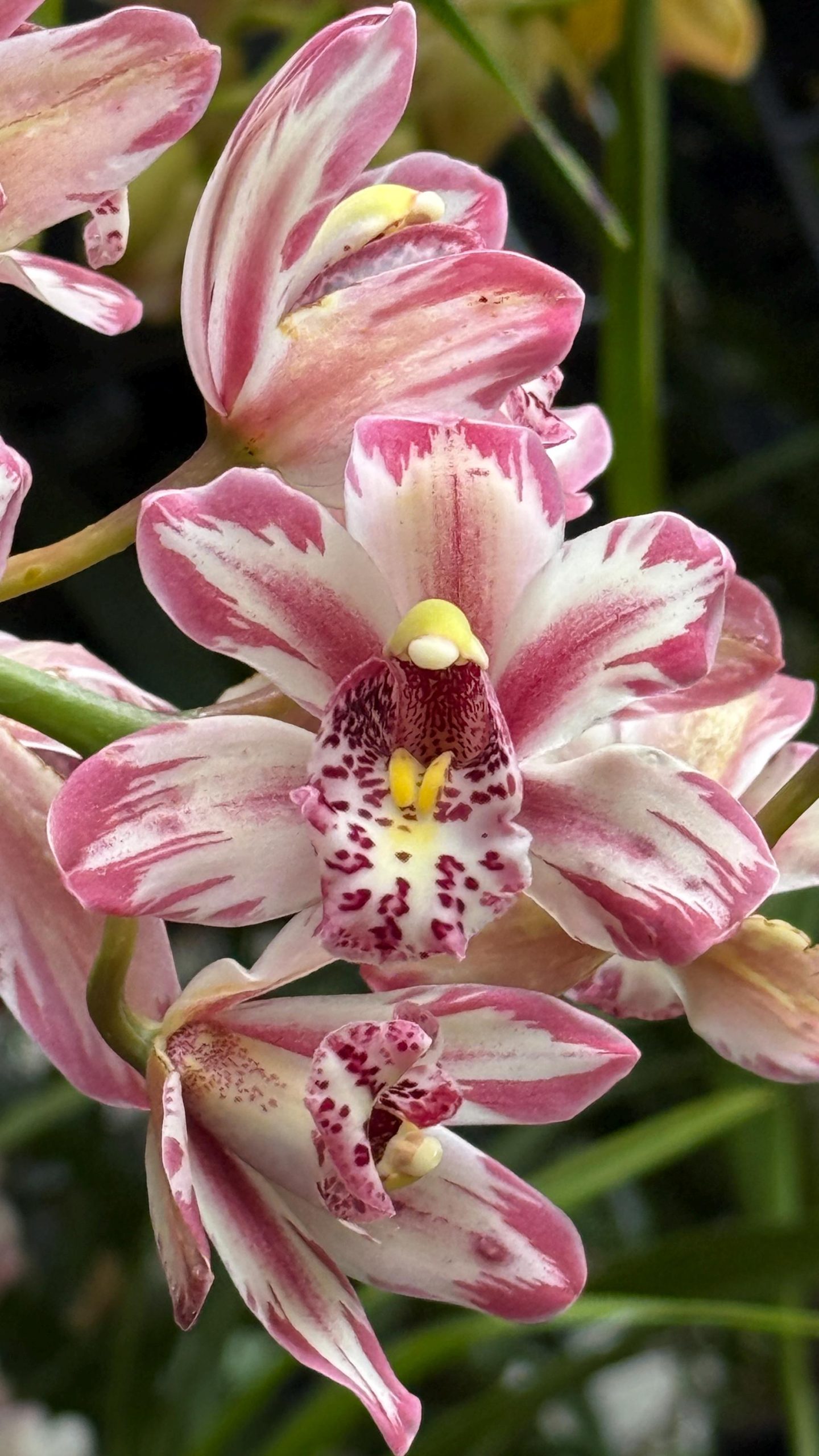 Cymbidium Mainstem ‘Hip Hip’