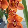 Cym. Memoria Craig Sibbit ‘Solid Orange’ - Image 3