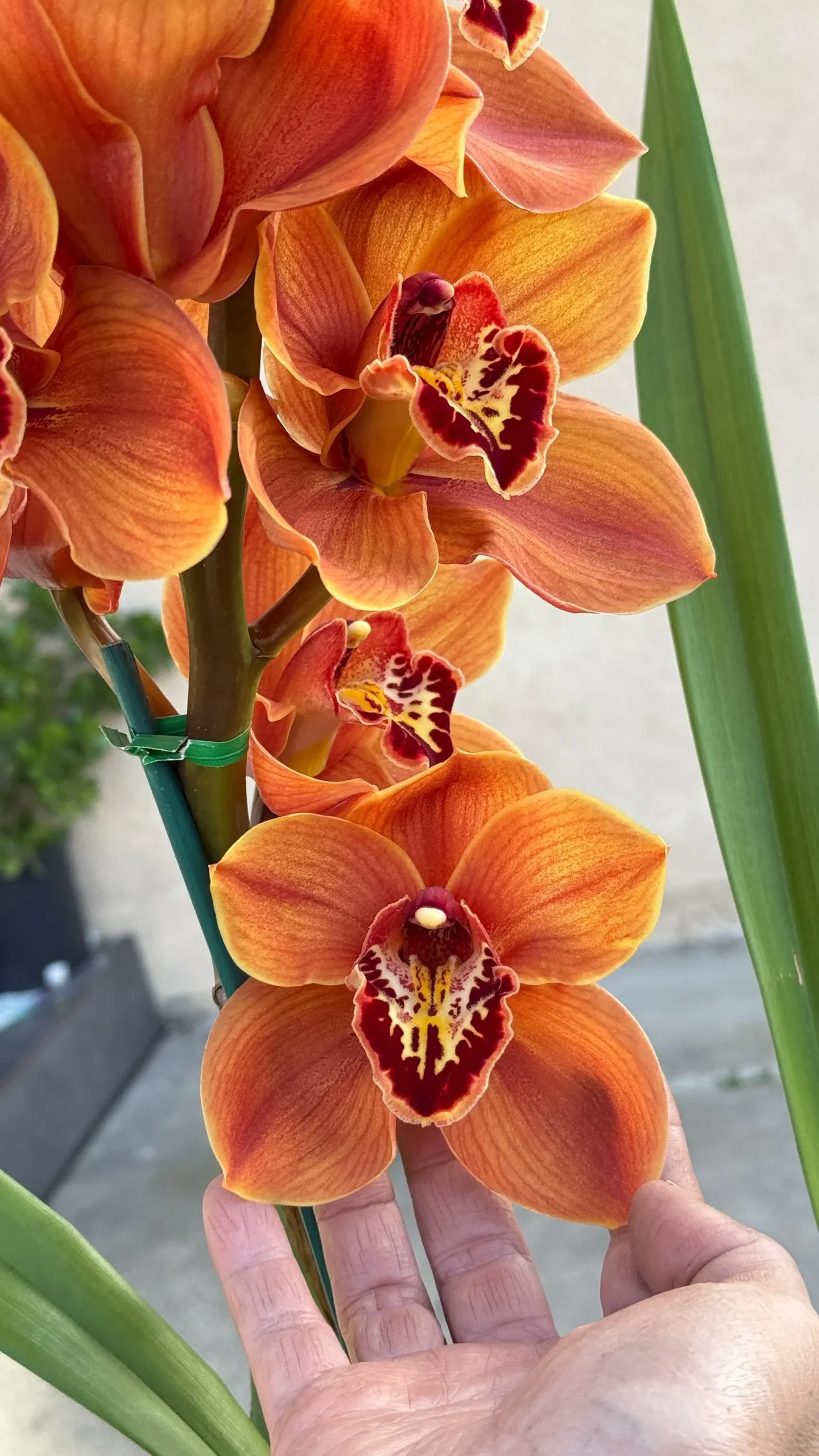 Cym. Memoria Craig Sibbit ‘Solid Orange’ - Image 3