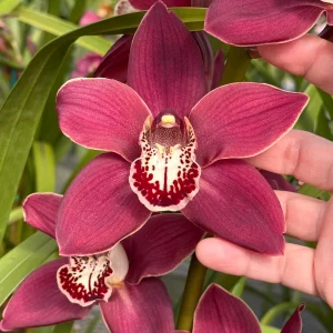 Cymbidium Khan Fury ’Dark and Pointy’