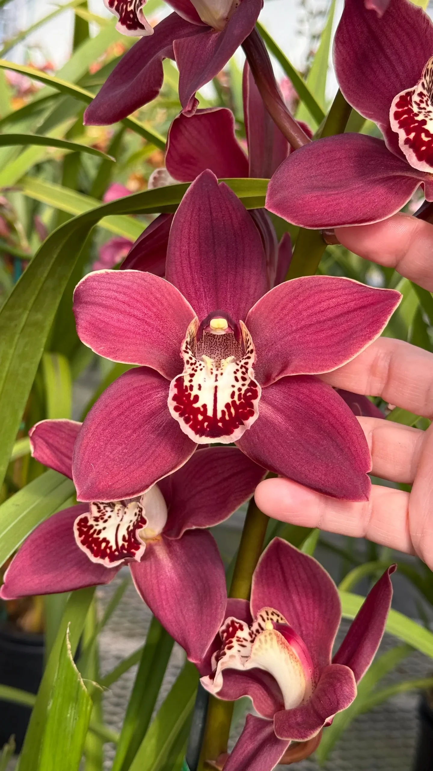 Cymbidium Khan Fury ’Dark and Pointy’