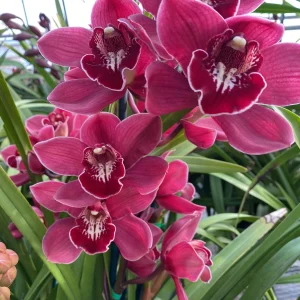 Cymbidium Barrita Magic 'Red'