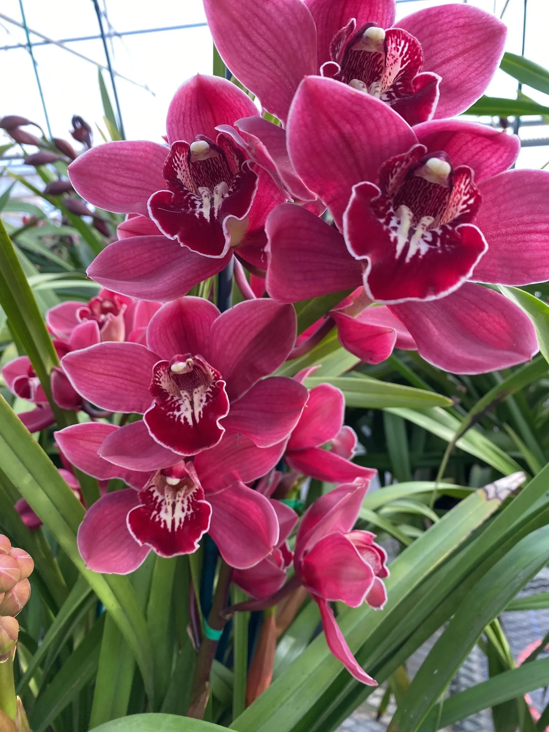Cymbidium Barrita Magic 'Red'