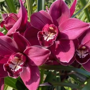 Alternative view of Cymbidium Blazing Fury x Cymbidium Valley Regent ‘Red Star’