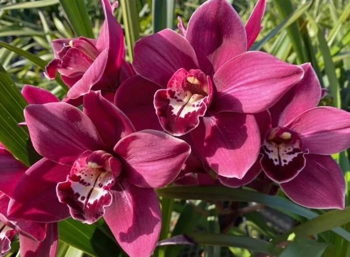 Alternative view of Cymbidium Blazing Fury x Cymbidium Valley Regent ‘Red Star’