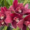 Cymbidium Blazing Fury x Cymbidium Valley Regent ‘Red Star’ - Image 4