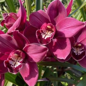 Cymbidium Blazing Fury x Cymbidium Valley Regent ‘Red Star’