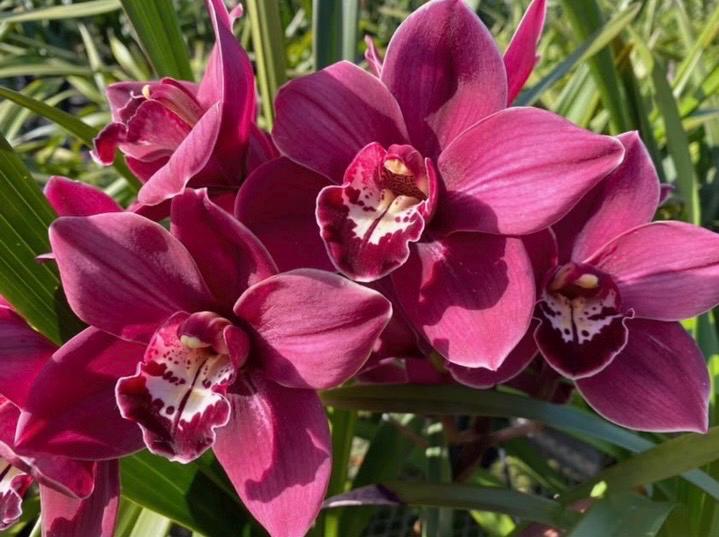 Cymbidium Blazing Fury x Cymbidium Valley Regent ‘Red Star’