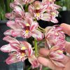 Cymbidium Mainstem ‘Hip Hip’ - Image 5
