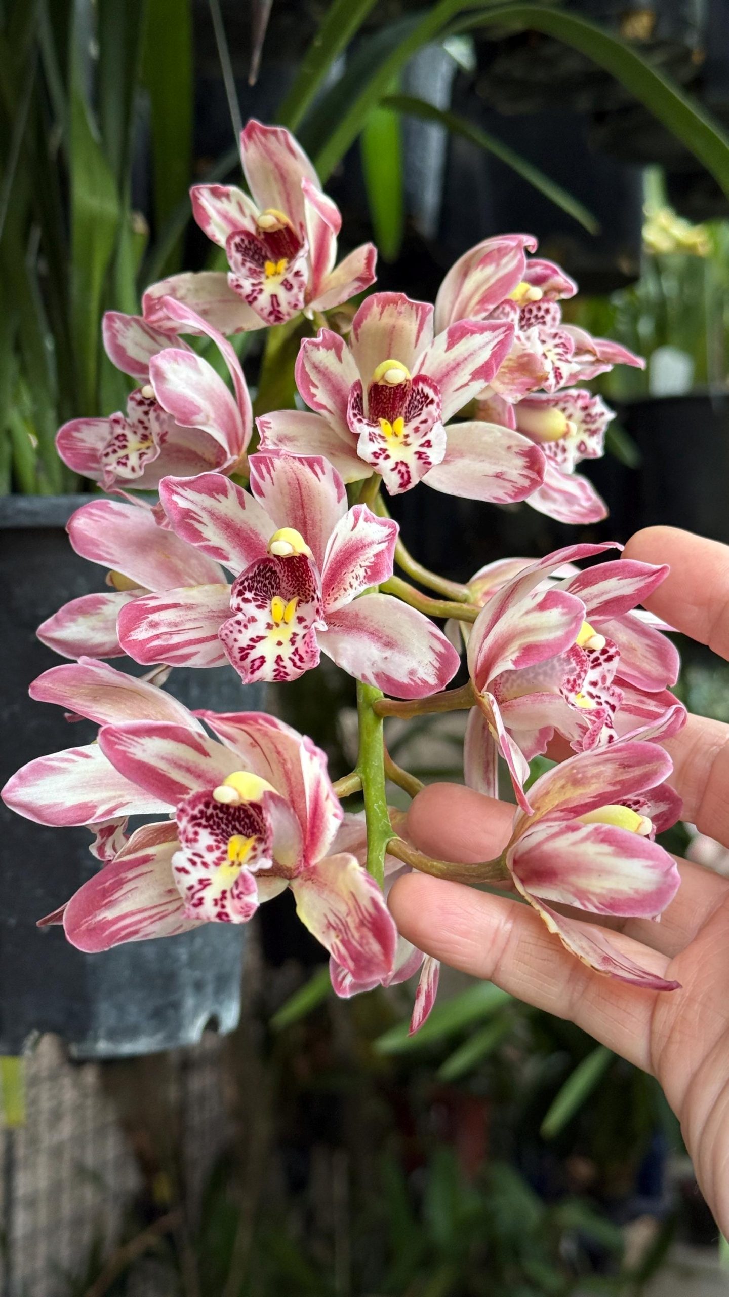 Cymbidium Mainstem ‘Hip Hip’ - Image 5