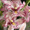 Cymbidium Mainstem ‘Hip Hip’ - Image 4