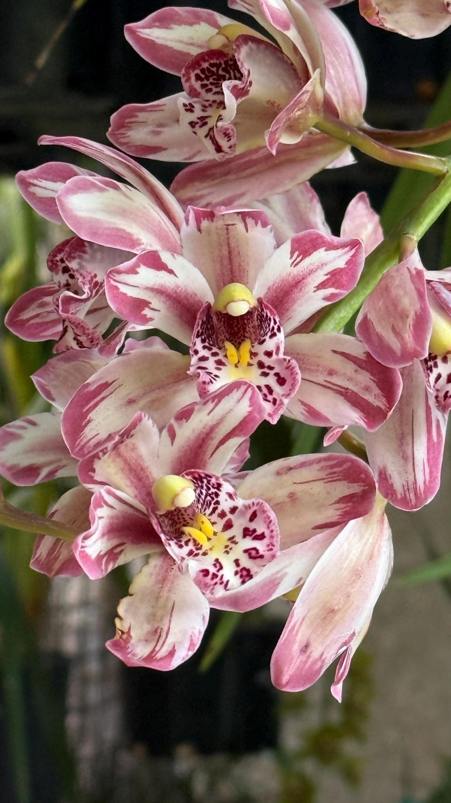 Cymbidium Mainstem ‘Hip Hip’ - Image 4