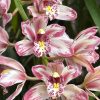 Cymbidium Mainstem ‘Hip Hip’ - Image 3