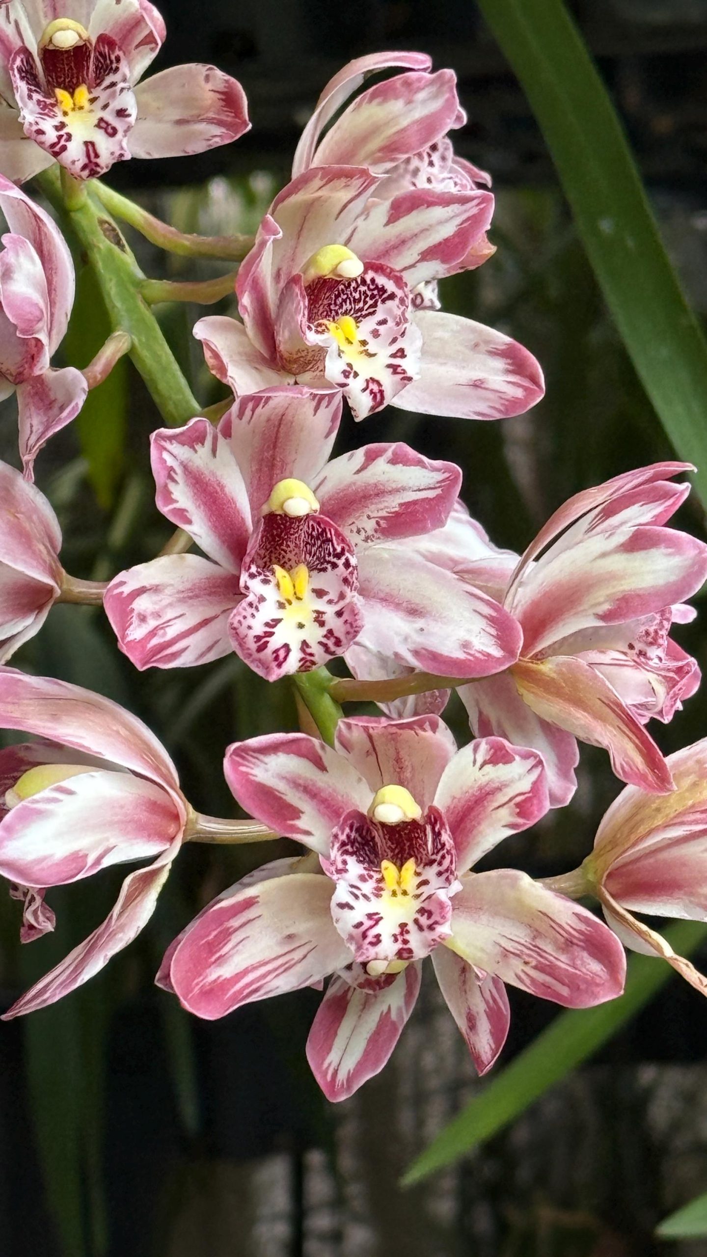 Cymbidium Mainstem ‘Hip Hip’ - Image 3