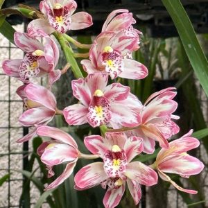 Alternative view of Cymbidium Mainstem ‘Hip Hip’