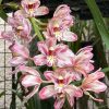 Cymbidium Mainstem ‘Hip Hip’ - Image 2