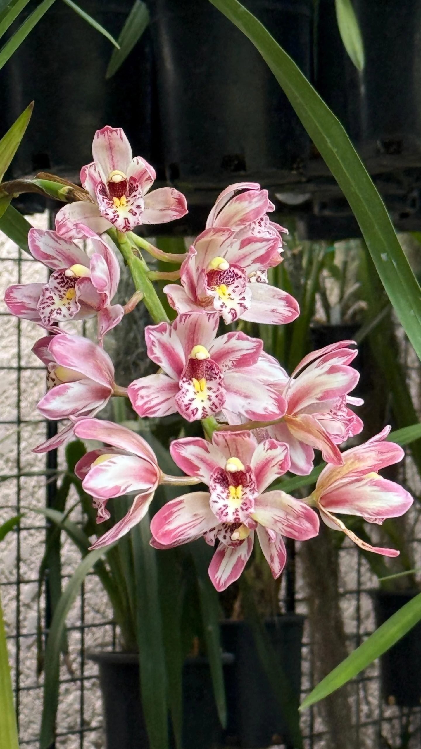 Cymbidium Mainstem ‘Hip Hip’ - Image 2