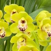 Cymbidium Dame Catherine ‘Spring Day’ - Image 4