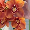 Cym. Memoria Craig Sibbit ‘Solid Orange’ - Image 7