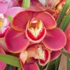 Cymbidium Barrita Toffee ‘Copper Red’ - Image 4