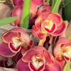 Cymbidium Barrita Toffee ‘Copper Red’ - Image 3