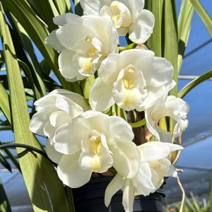 Cymbidium White Snow