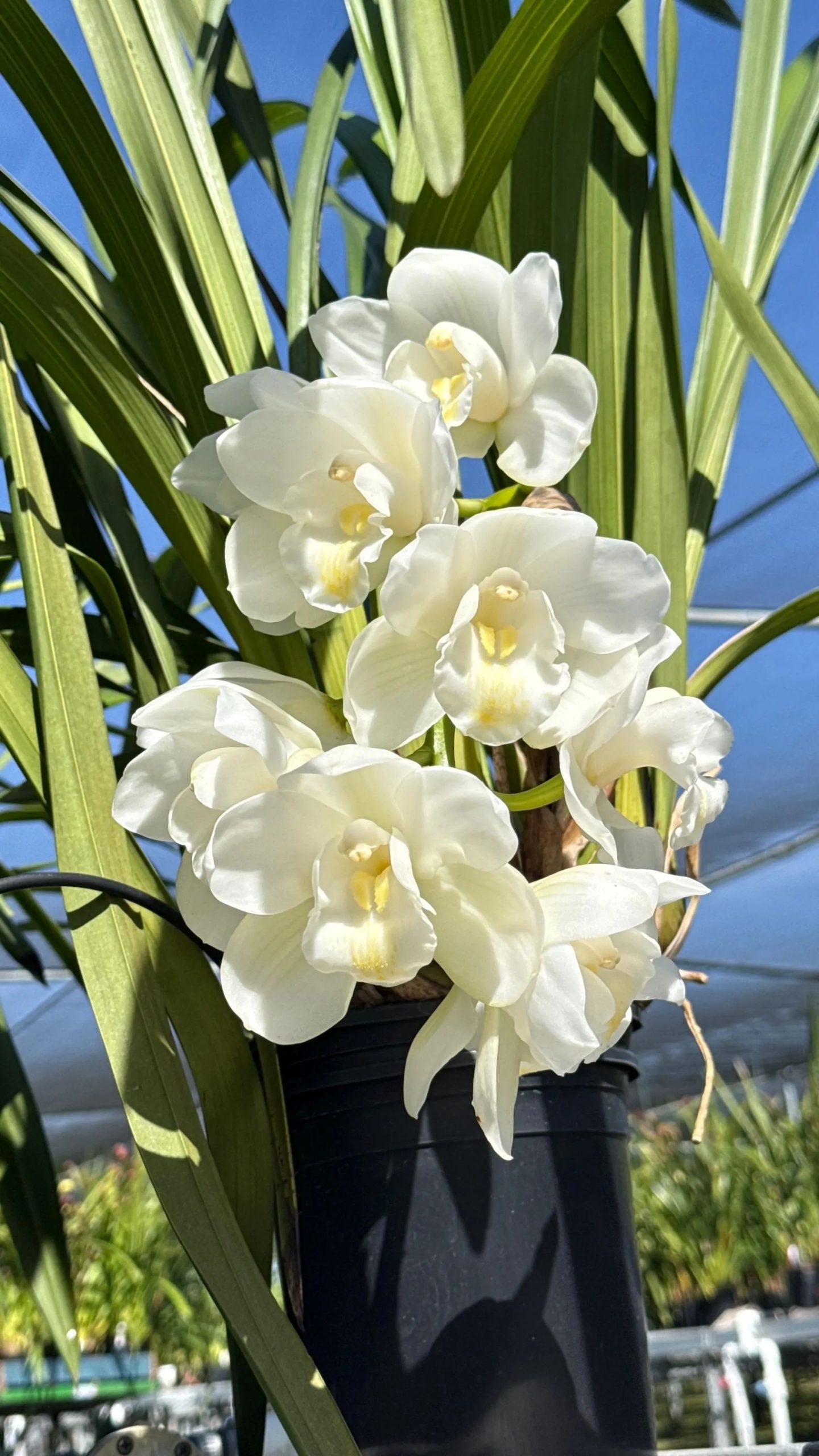 Cymbidium White Snow