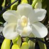 Cymbidium White Snow - Image 5