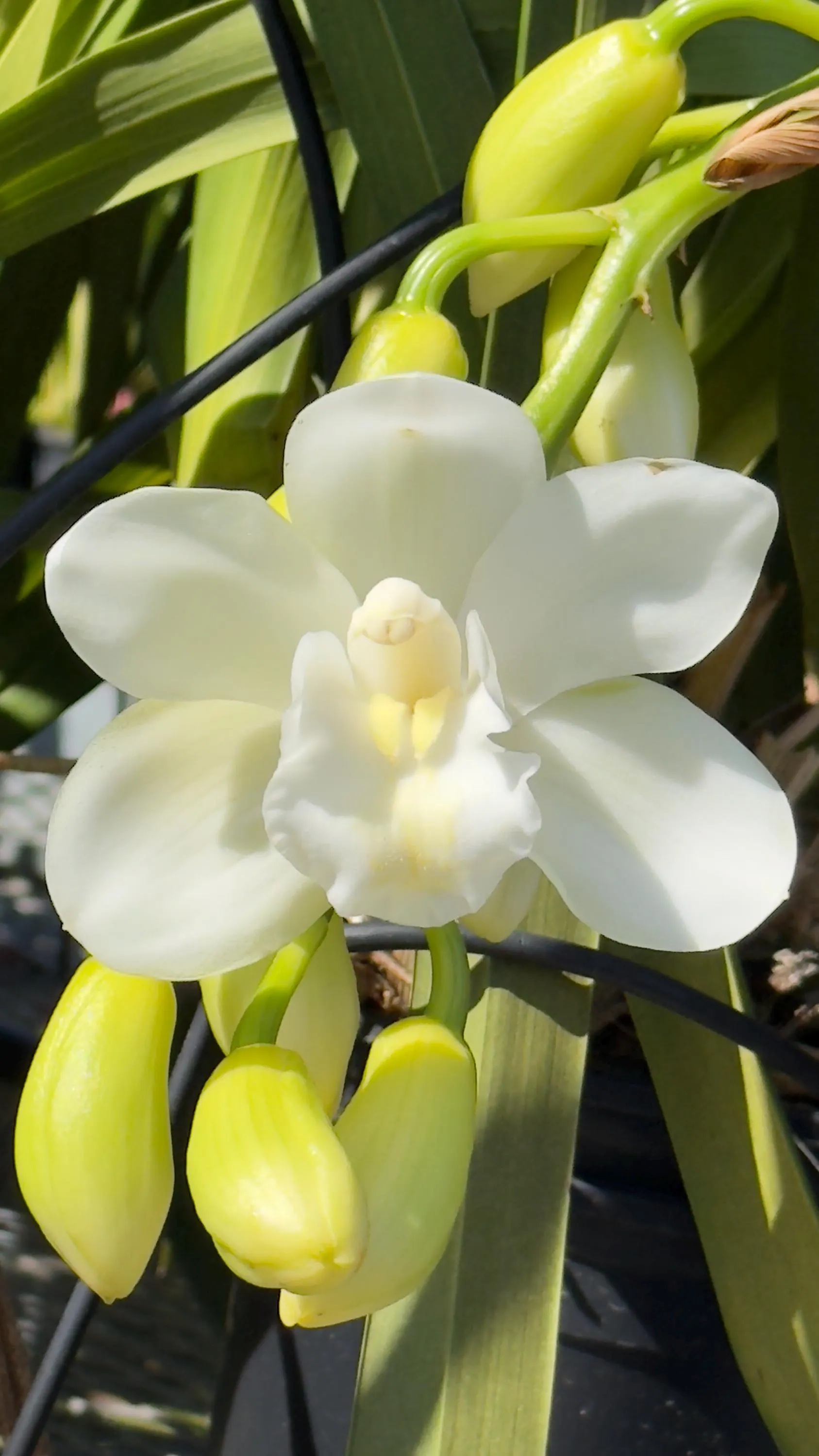 Cymbidium White Snow - Image 5