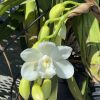 Cymbidium White Snow - Image 3